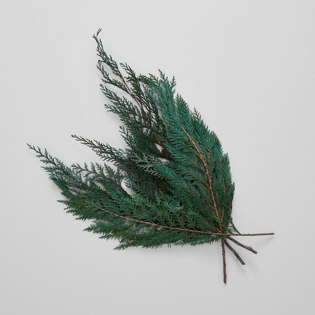Preserved Cedar | Bloomist