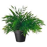 IKEA Artificial Potted Plant, House Bamboo, 11 Inch | Amazon (US)