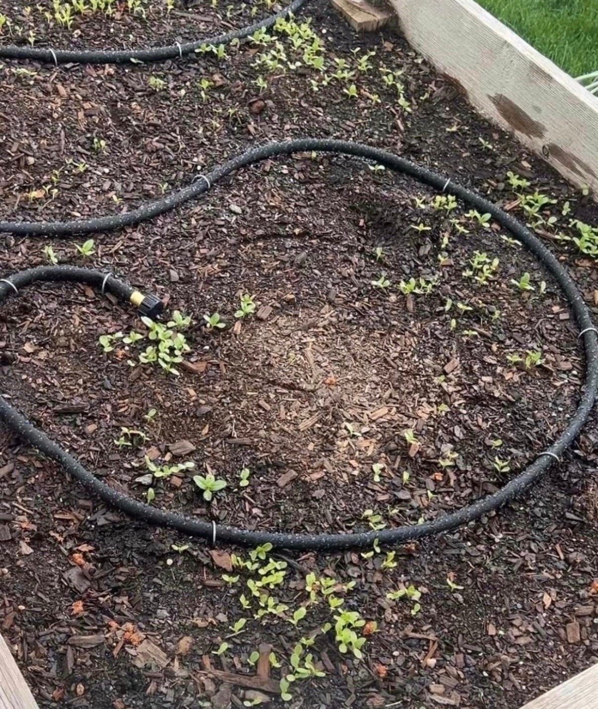 These are the soaker hoses I’ve been using in my raised beds and I’m really glad I made the switch 🌸 They take a lot of the work out of watering once everything starts growing!

#LTKSaleAlert #LTKSeasonal #LTKHome