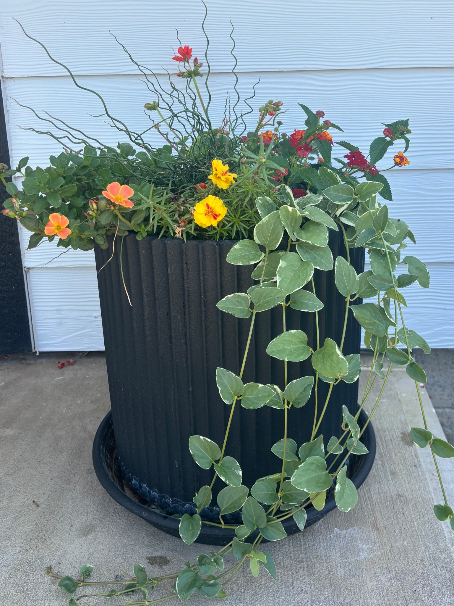 These pots are such great quality and at an affordable price!! We got the 2-pack🌿

#LTKSeasonal #LTKOver40 #LTKSaleAlert