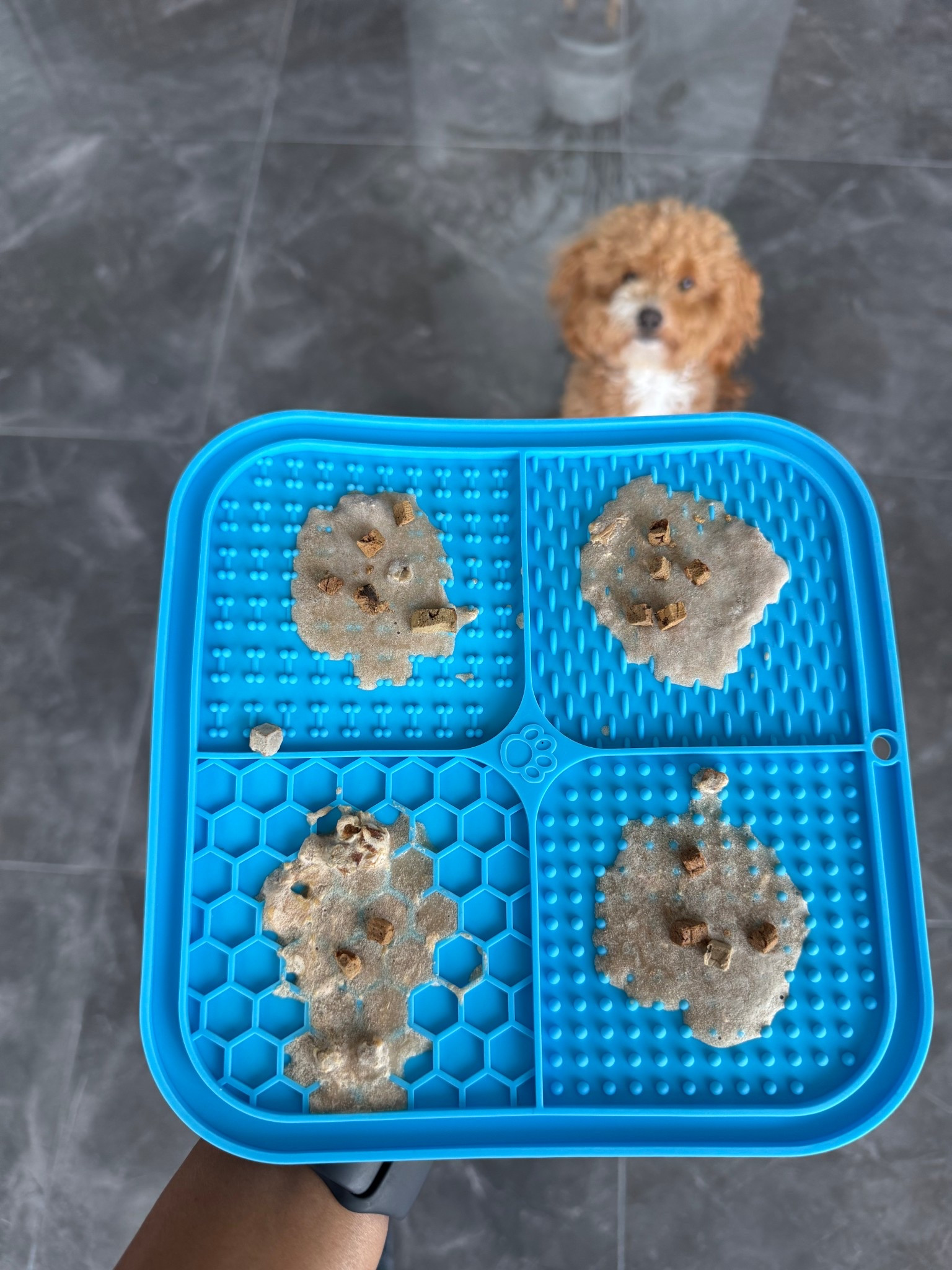 Frozen lick mats for dogs are perfect in the summer time. I used a combination of banana and plain Greek yogurt with dog treats on this one. Lick mats make for a great enrichment for dogs.

#LTKPets