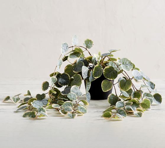 Faux Trailing Variegated String Of Hearts Houseplant | Pottery Barn (US)