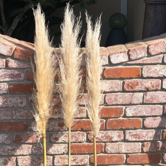 Extra Large Natural Dried Pampas Grass single stem decor | Etsy (US)