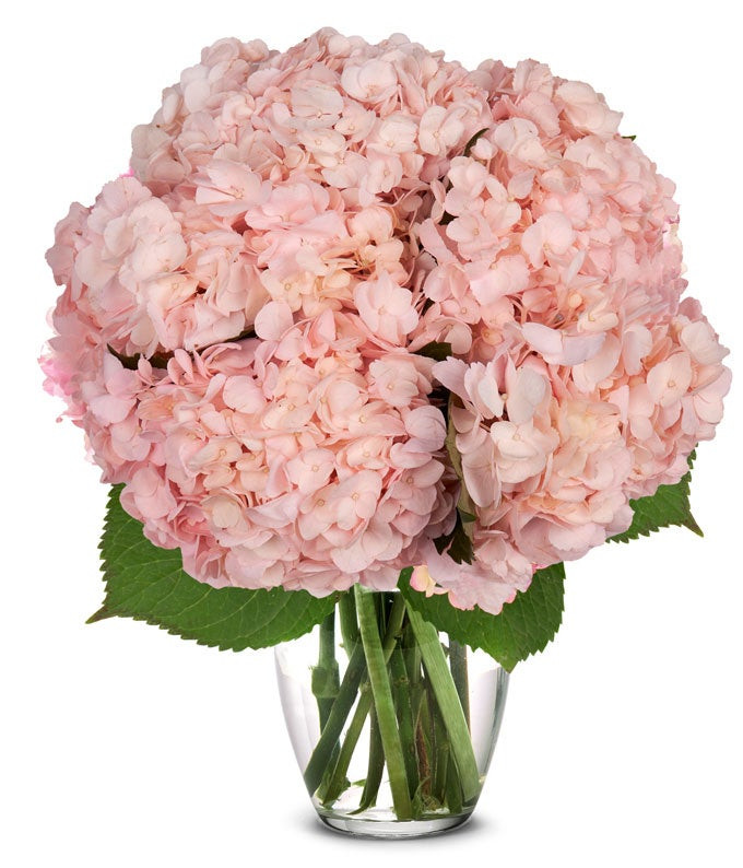 Pink Hydrangea Bouquet | From You Flowers