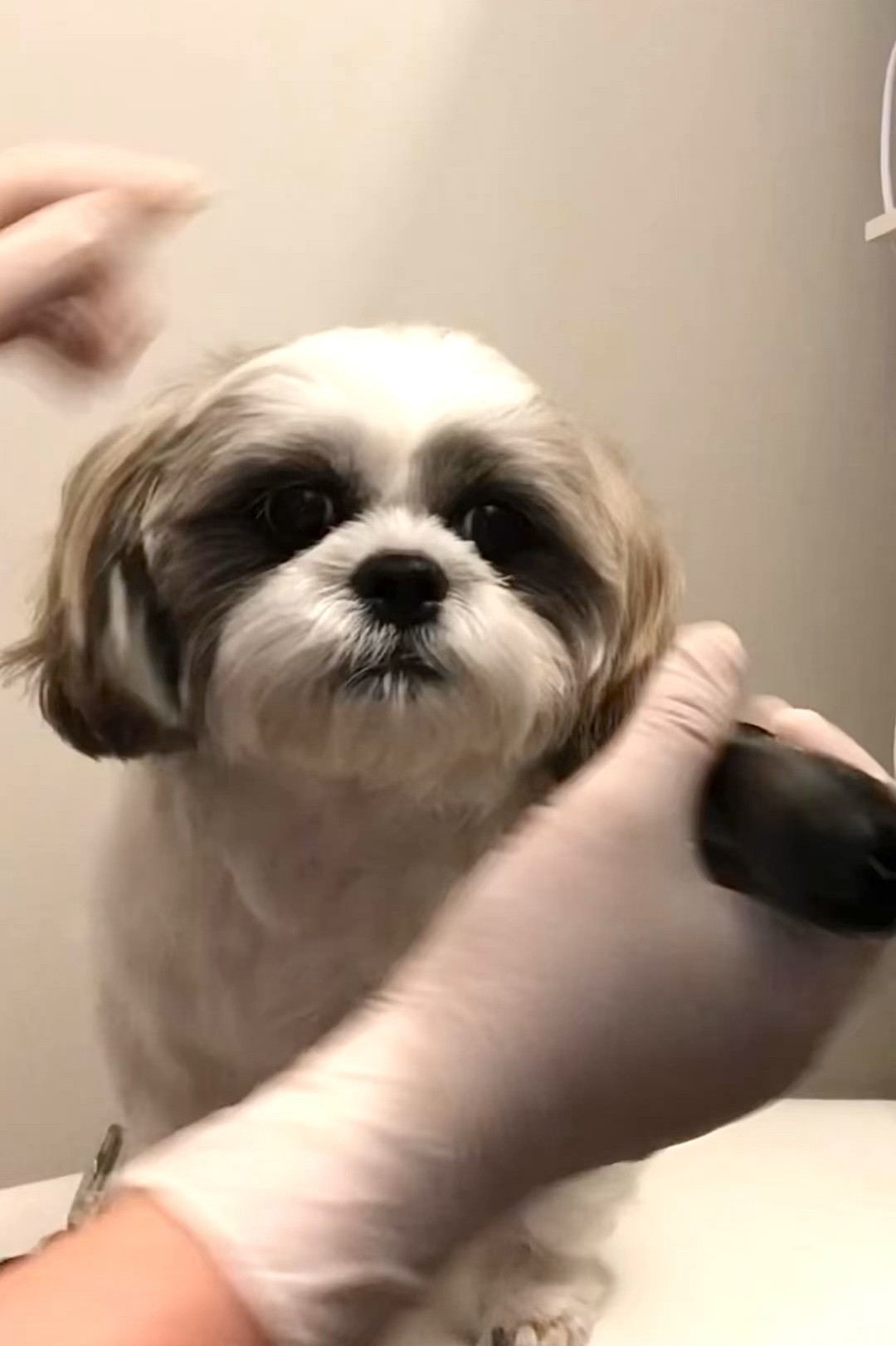 Items I use to trim and groom Ralphie at home weekly. He is a Shih Tzu with very wavy hair texture.