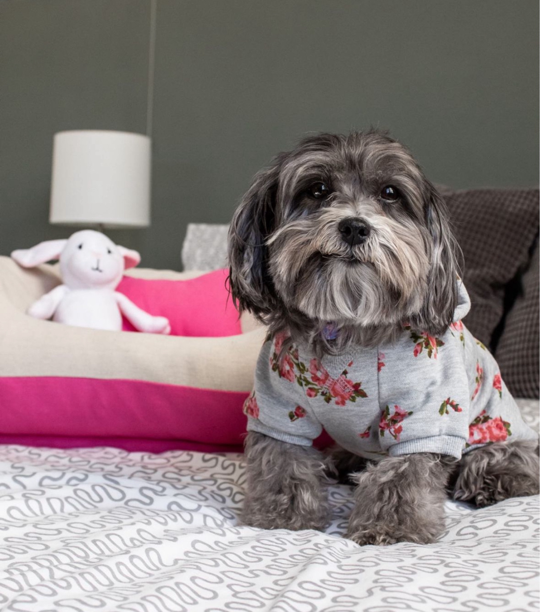 We’ve had this pet hoodie for almost four years now and it still is a staple in Sophie’s wardrobe! It’s easy to put on and cozy for your dog. 

#LTKFamily #LTKStyleTip