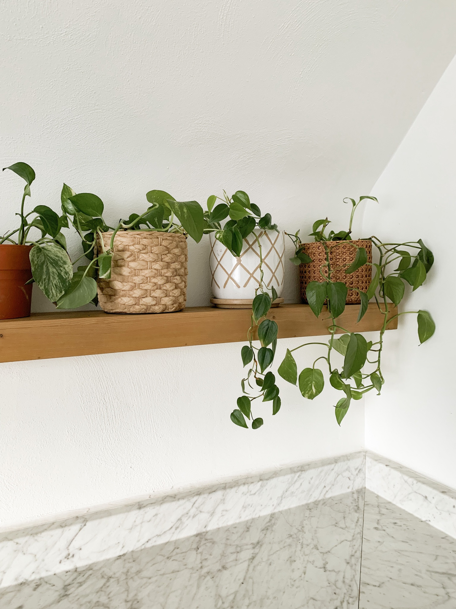Linking some cute plant pots! 🧡

#LTKhome #LTKstyletip #LTKFind