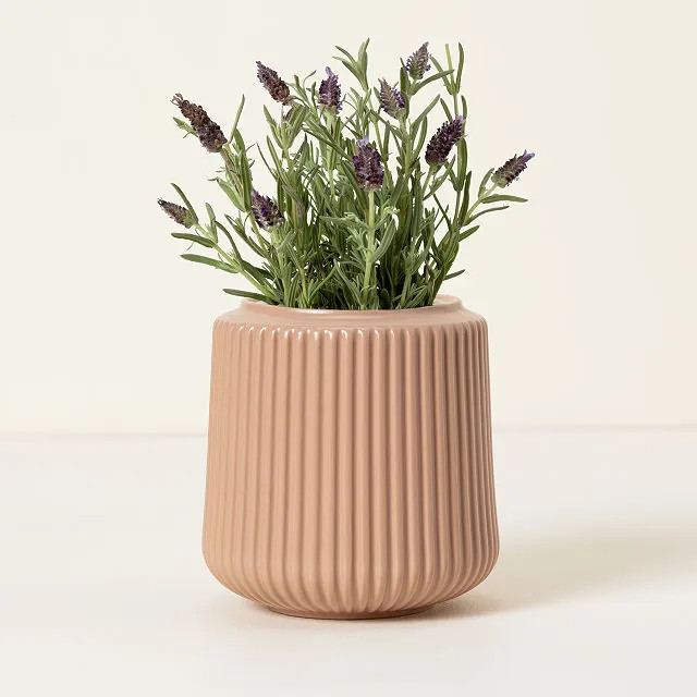 Self-Watering Lavender Grow Kit | UncommonGoods