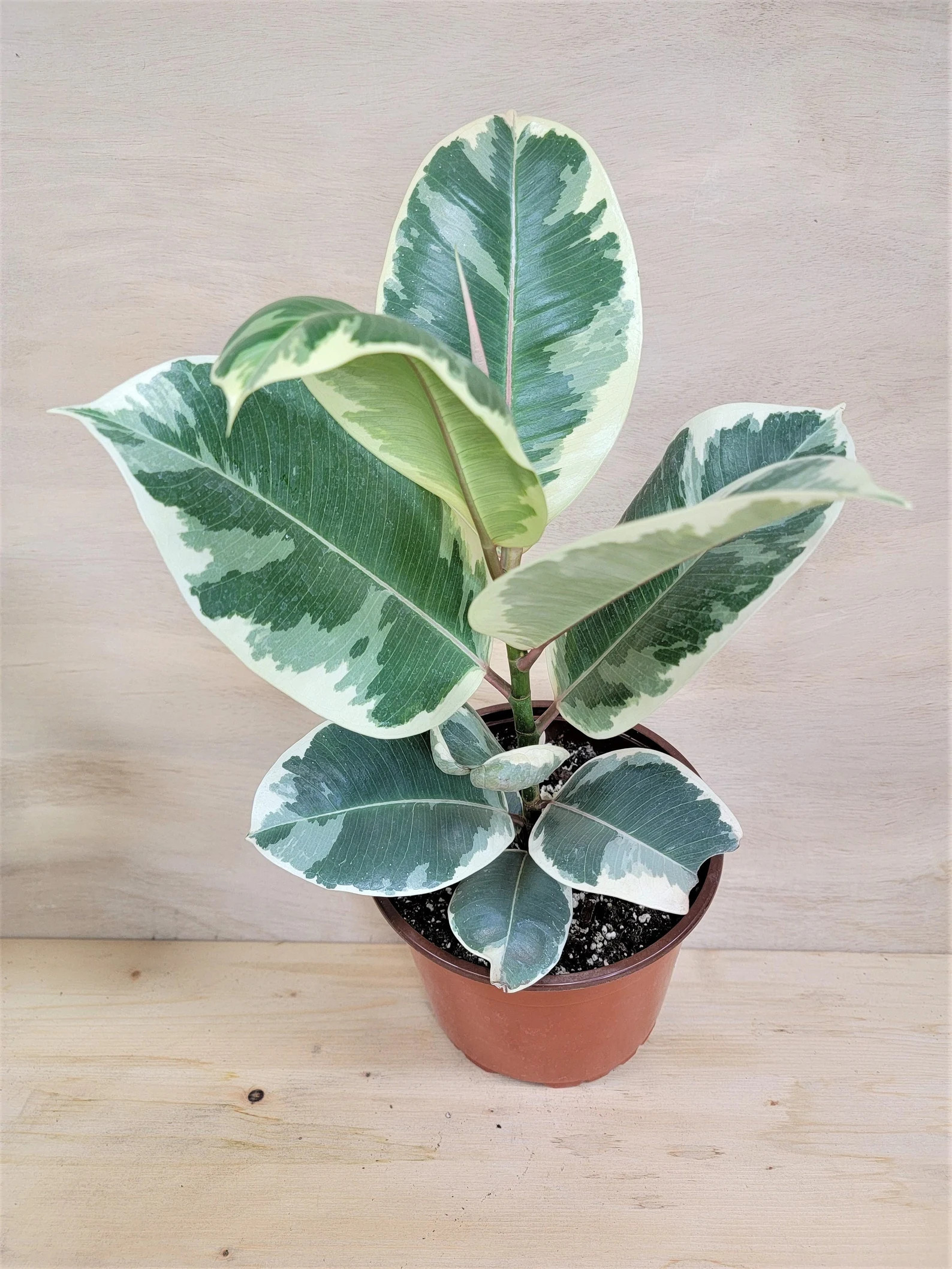Ficus Elastica Tineke rare Variegated Rubber Plant Ficus - Etsy | Etsy (US)
