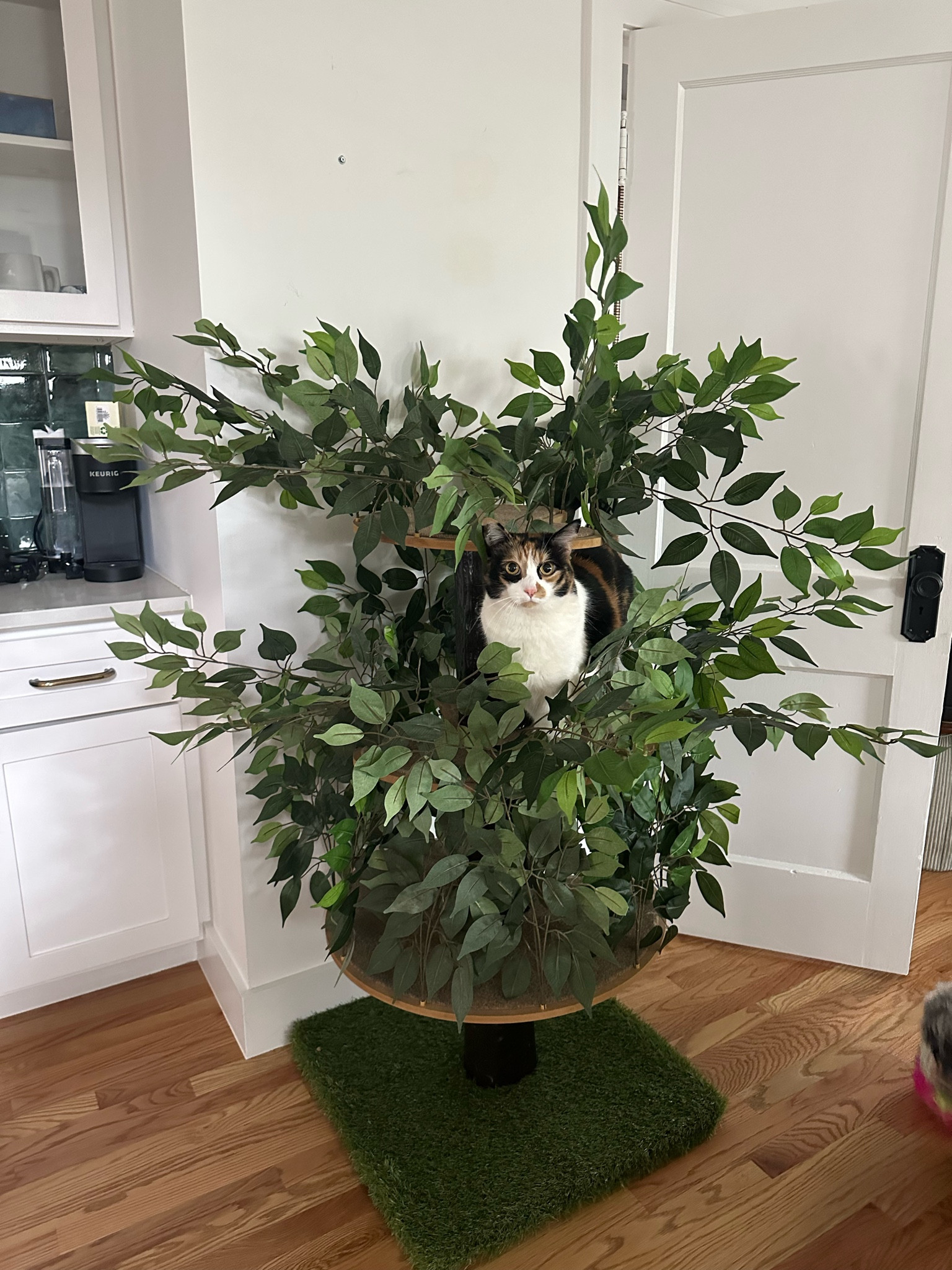 Remy was obsessed as soon as i put it together. 

#LTKFind #LTKhome