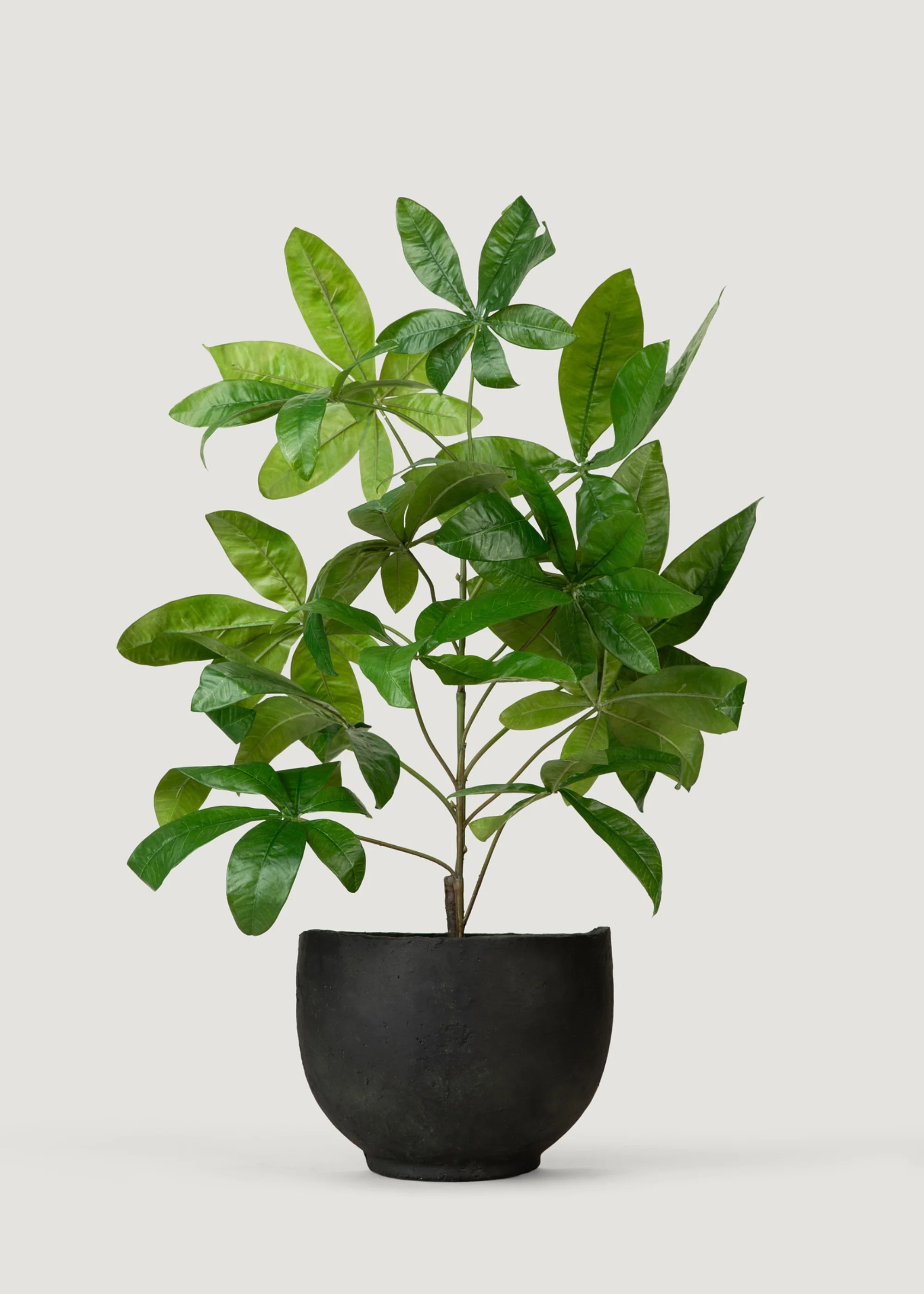 Money Tree Plant in Hanging Pot | Fake Potted Plants | Afloral | Afloral