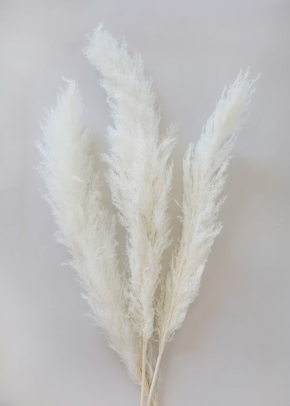 Pack of 3 - White Natural Dried Skinny Pampas Grass - 38-42" | Etsy (US)