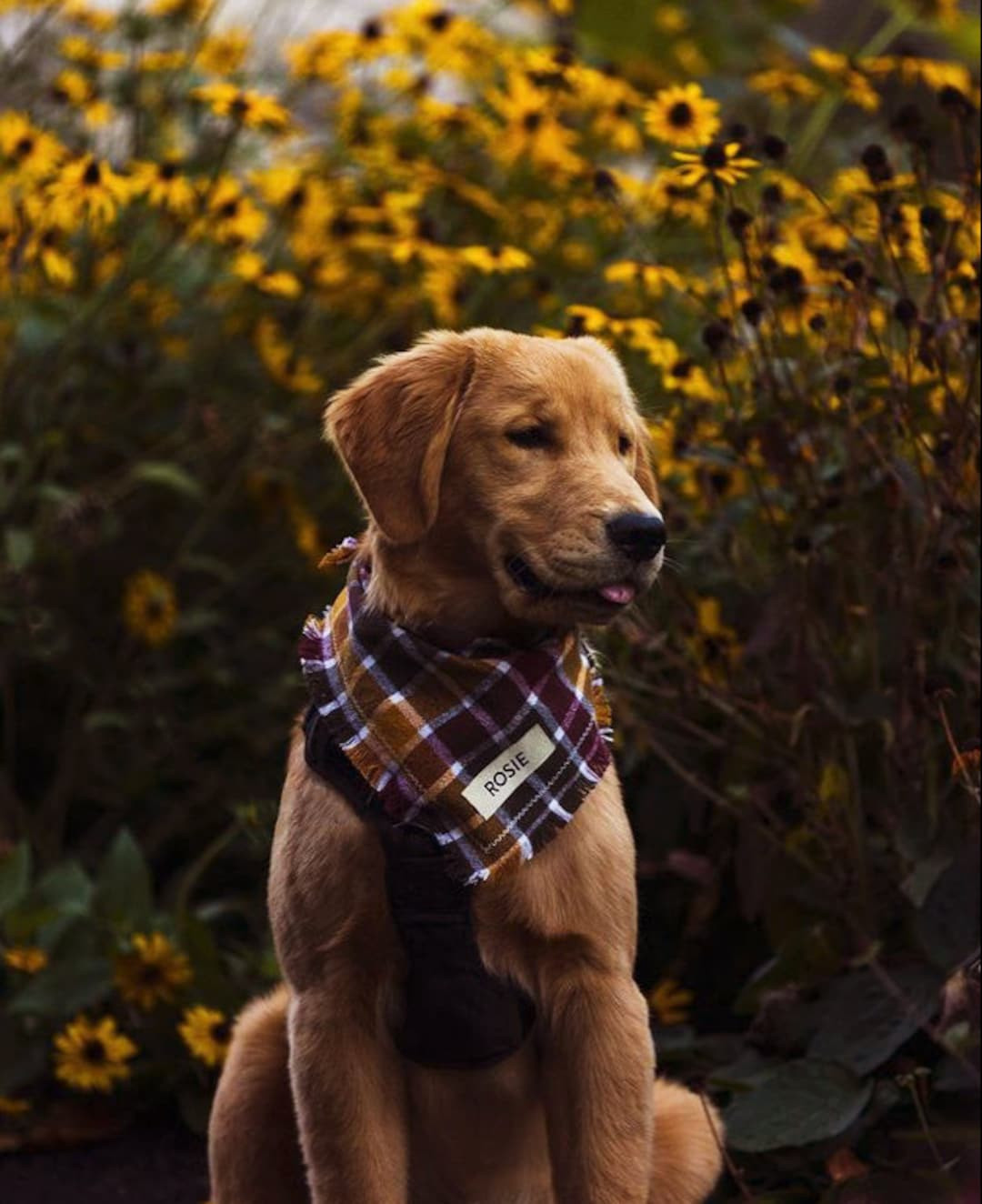 Dog bandana • Autumn Dog Bandana • Personalized Dog Bandana • Fall Dog Bandana • Autumn D... | Etsy (US)