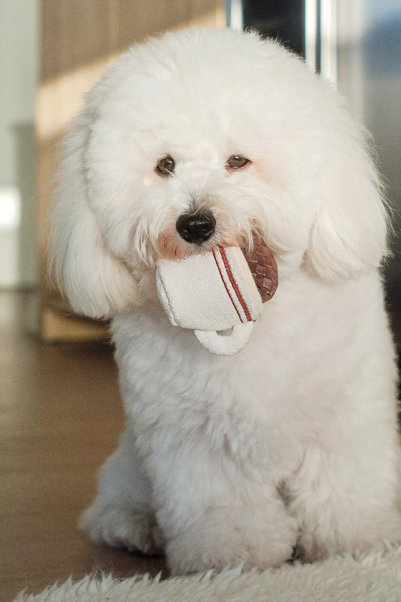Lambwolf Plush Dog Toy | Anthropologie (US)