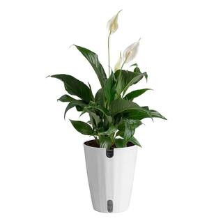 Spathiphyllum Peace Lily Indoor Plant in 6 in. Decor Planter, Average Shipping Height 1-2 ft. Tal... | The Home Depot