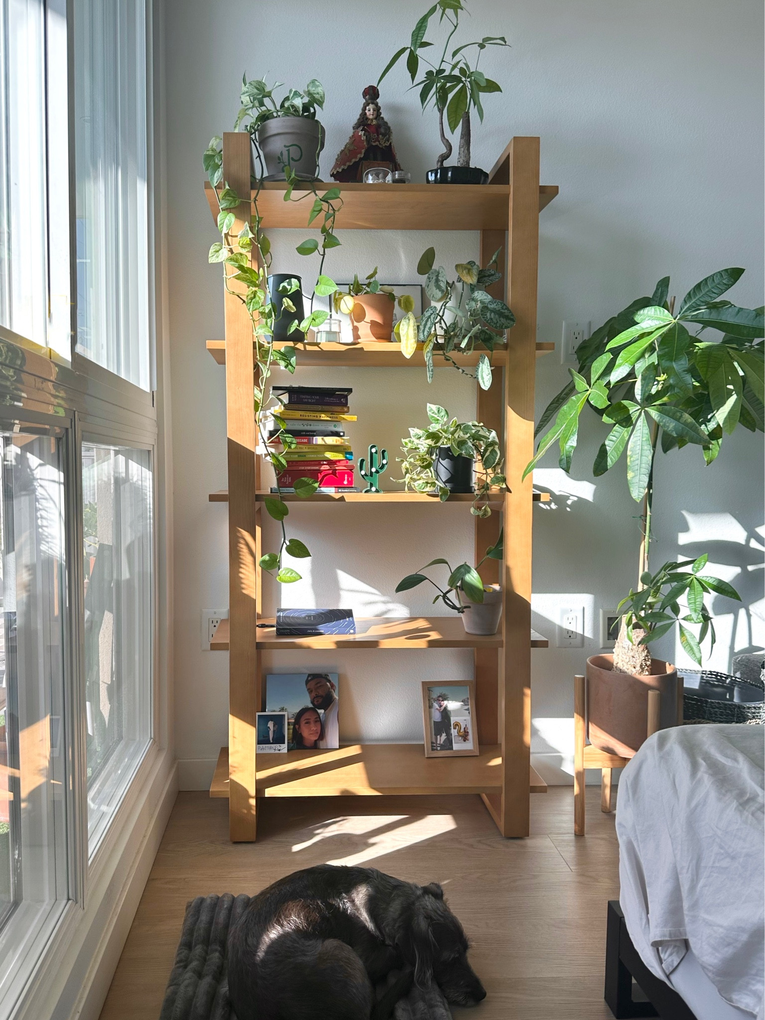 My bookshelf is easily a plant 🪴 shelf 

#LTKhome #LTKstyletip