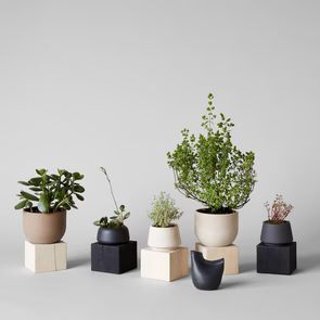 Jikoku Shell Pot with Pale Wood Base | Bloomist