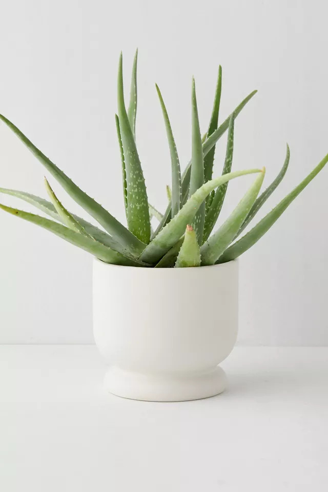 Frankie Planter | Urban Outfitters (US and RoW)