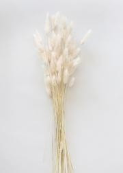 Natural Dried Bunny Tail in Swiss Coffee (Off-White) - 12-24" Tall | Afloral (US)