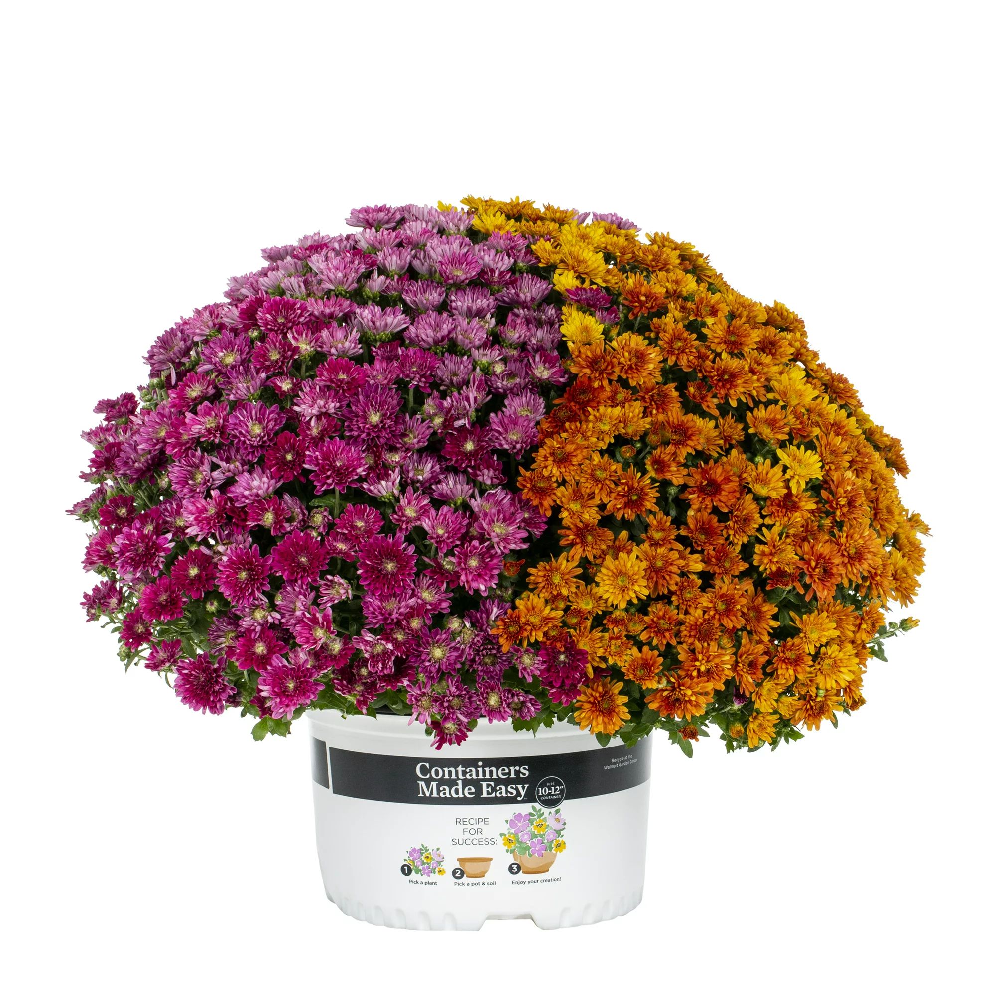 Better Homes & Gardens 3QT Orange Purple Mum Live Plant Containers Made Easy Pot Sun | Walmart (US)