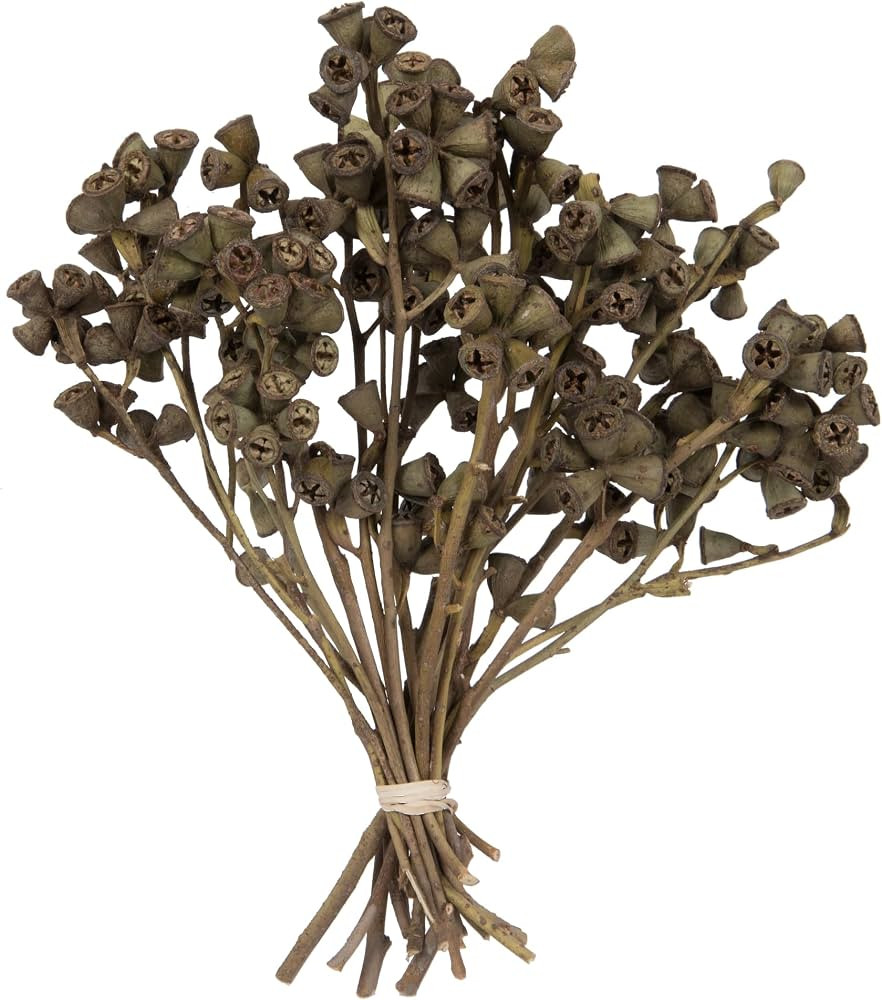 Vickerman Natural Botanicals 11" Conical Gum Branch, Preserved Foliage Dried Eucalyptus Pods, 20 ... | Amazon (US)