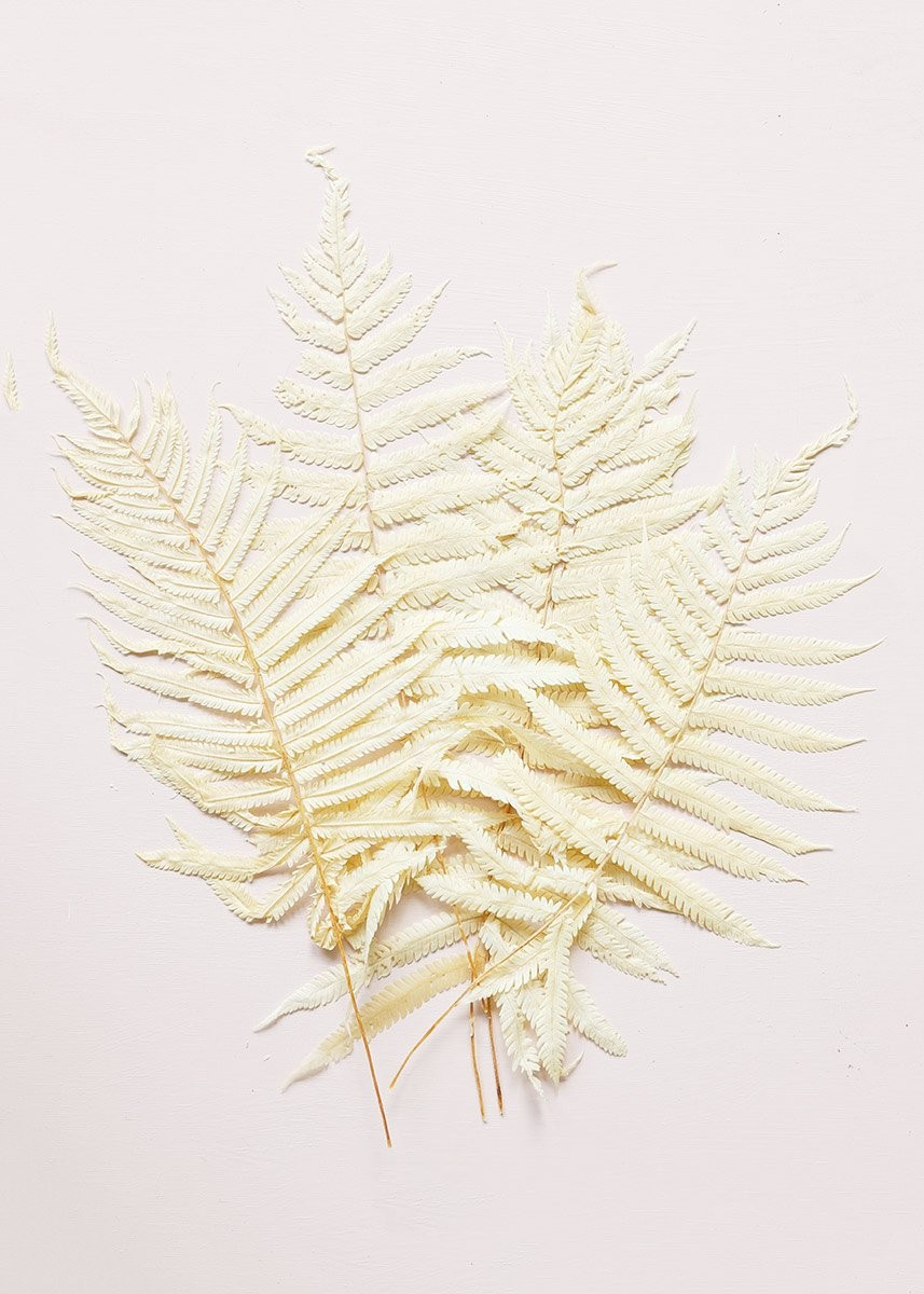 Pack of 5 - Preserved Ferns in Cream | Afloral (US)