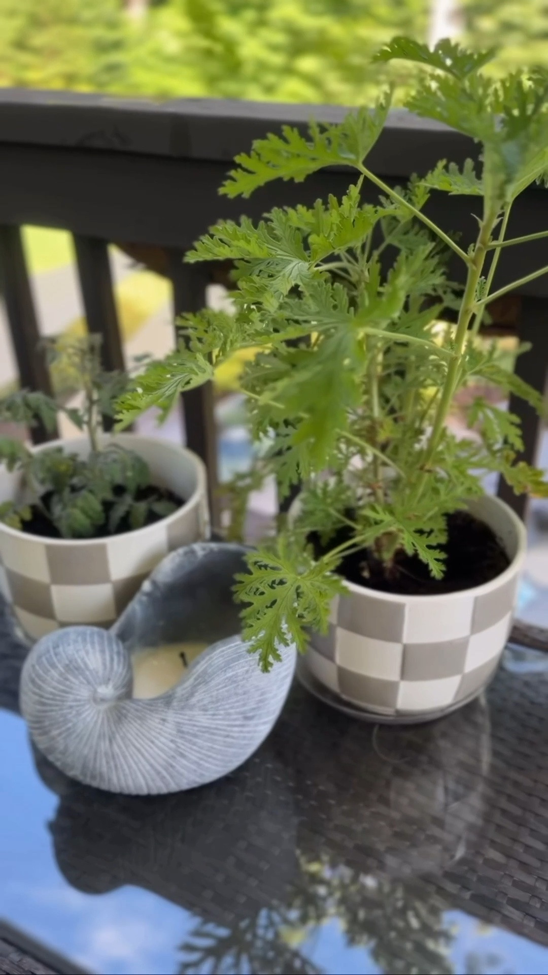 Practically a farmer now. I grew this t mayo plant from seed in this Aerogarden but it was time to move it to real sun and soil. No better way to dress up this baby plant then with this grey and white designer inspired pot. Comes in 2 sizes from Walmart (you can’t beat the price).

#LTKSeasonal #LTKHome #LTKOver40
