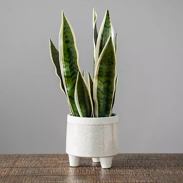 Sansevieria Snake Arrangement | Kirkland's Home