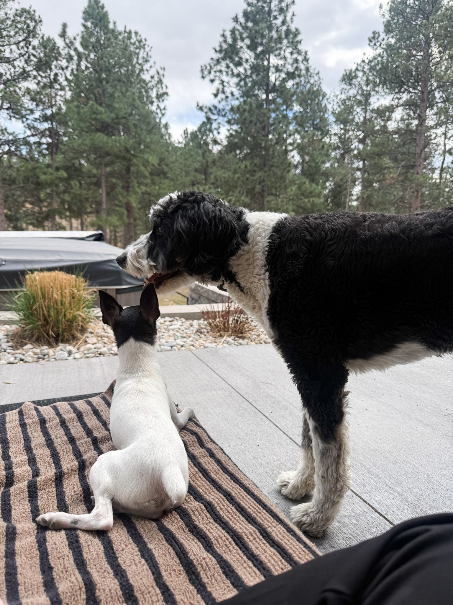 These two! I think they would play outside all day if they could. Linking similar chaise lounges.

#LTKHome #LTKdayinmylife #LTKmomlife