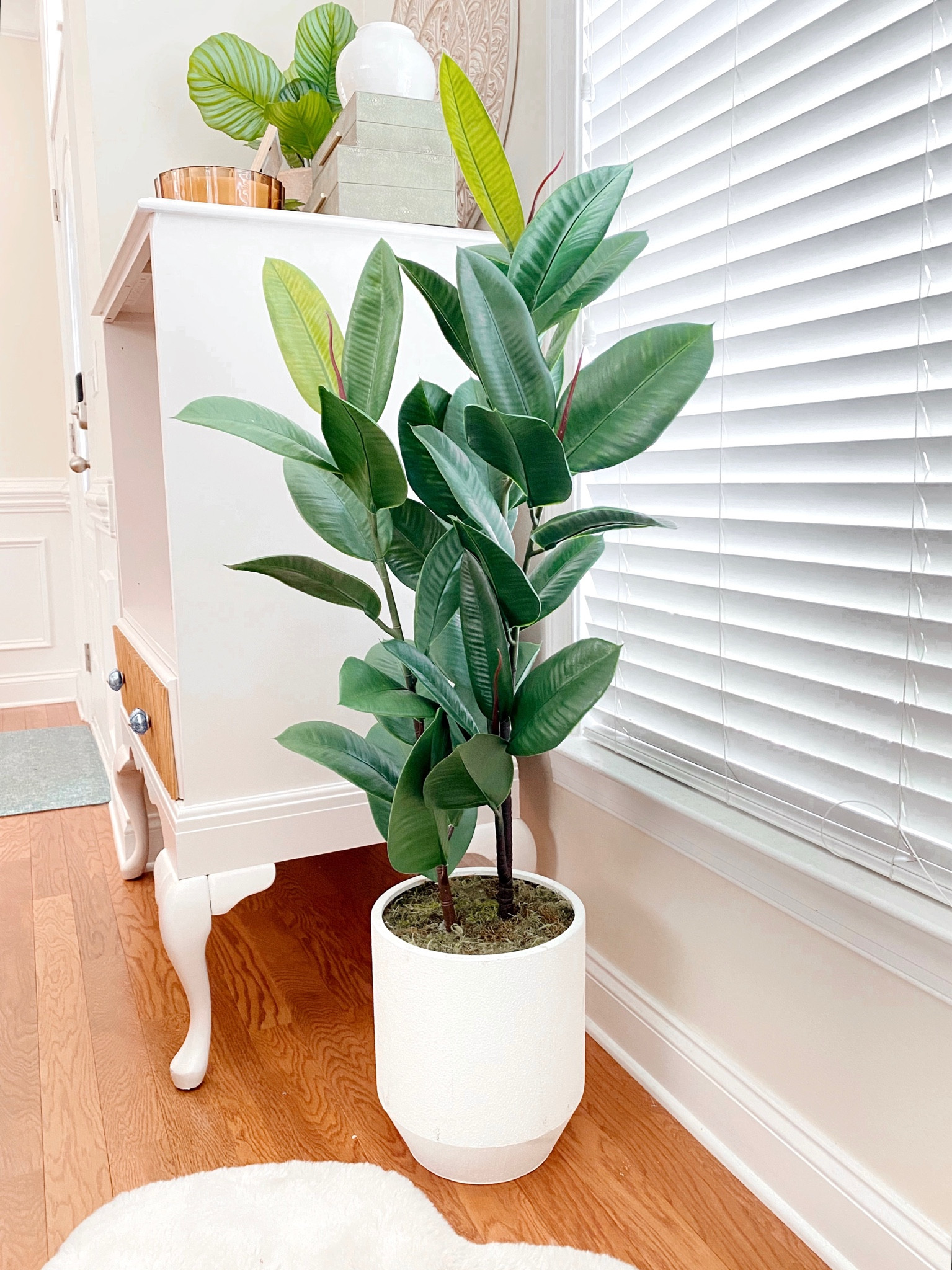 Similar Faux Rubber Trees 🪴

Home decor, plants, rubber tree, faux tree 

#LTKunder100 #LTKstyletip #LTKhome