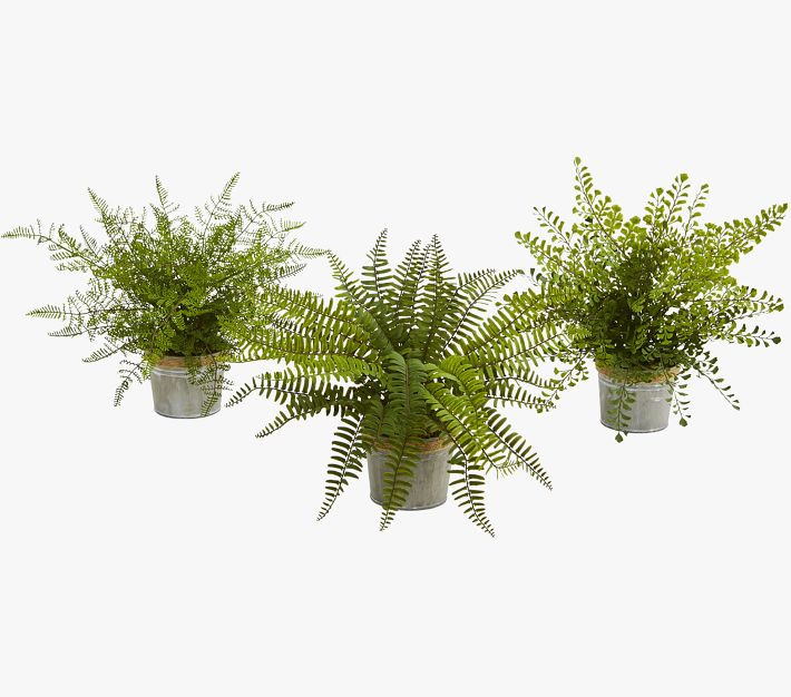 Assorted Ferns with Planter Artificial Plant S/3 | Pottery Barn Teen