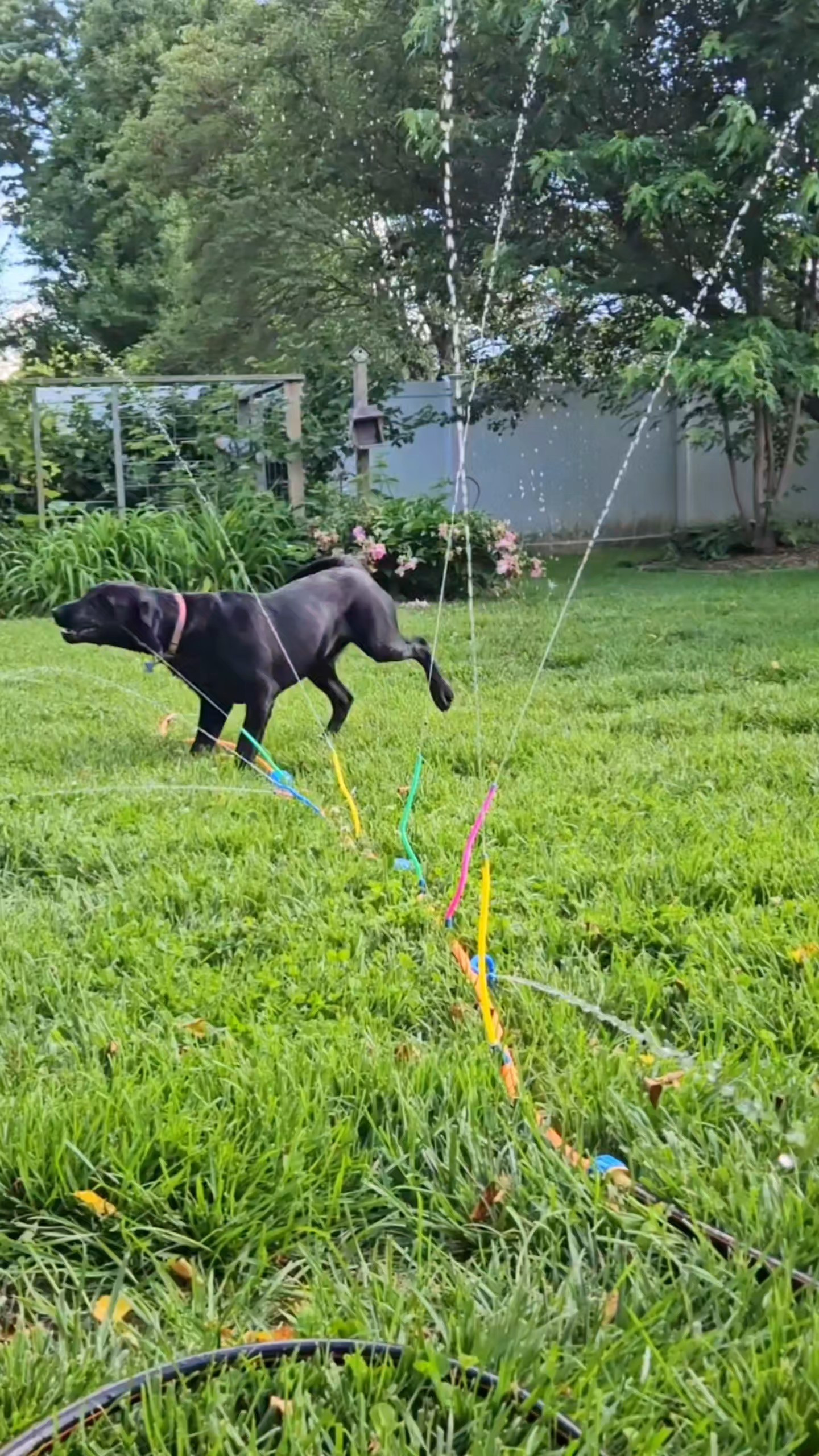 The coolest sprinkler ever! Dog and kid approved 🤣 only $12!

#LTKdayinmylife #LTKmomlife #LTKKids