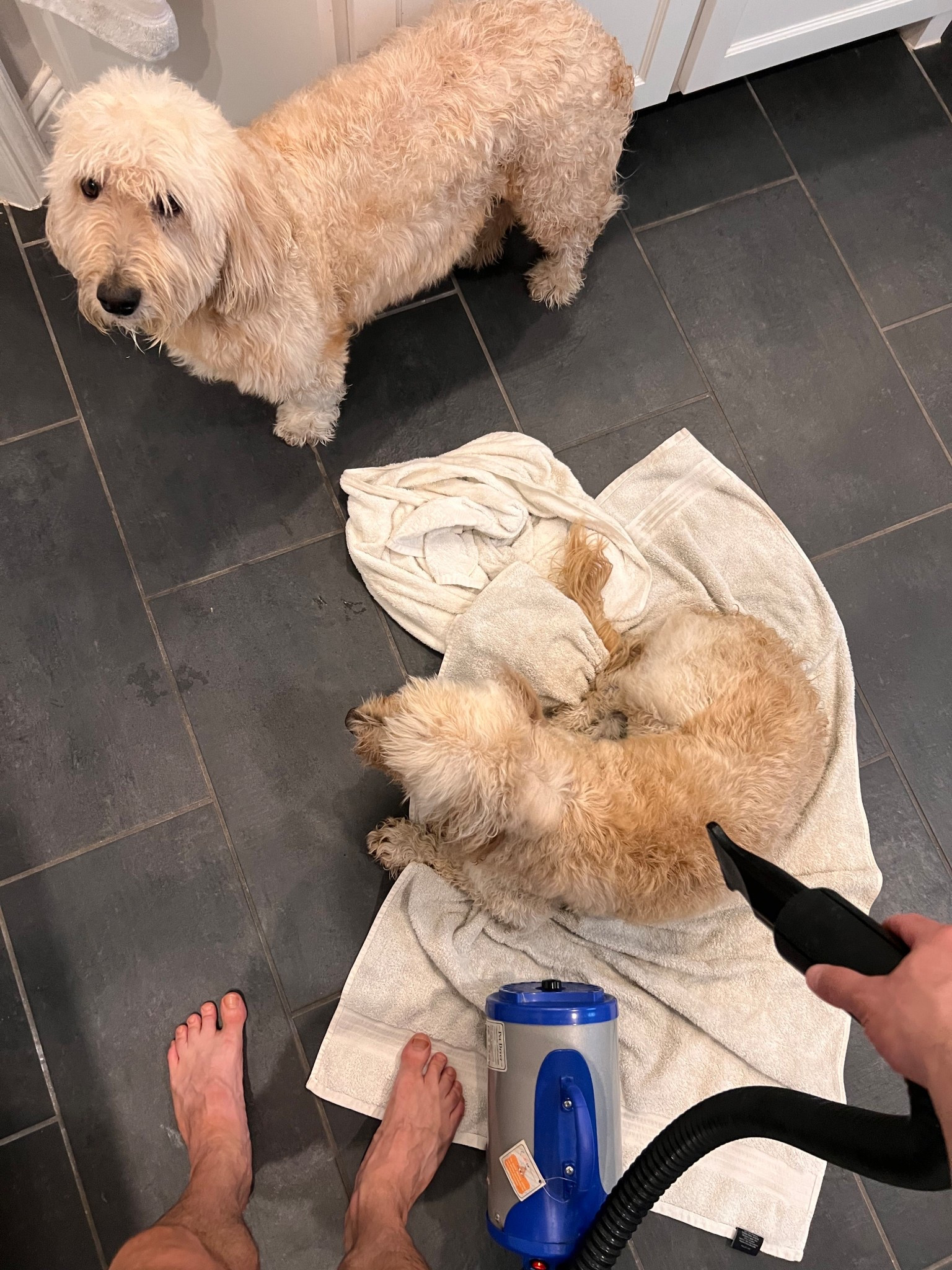 Weekend reset also includes a bath for the pups. Luckily we have this pet dryer which has been a lifesaver!

#LTKvlog #LTKdayinmylife