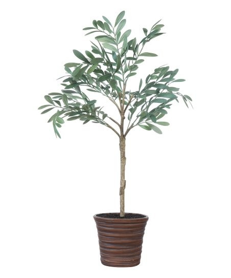 Potted Olive Arrangement | Zulily