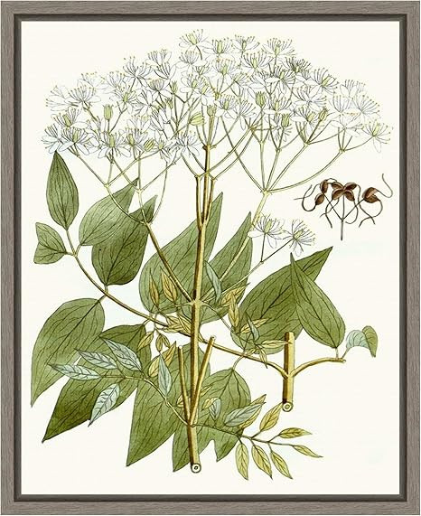 Amanti Art Framed Canvas Wall Art 20x16 Lacy Leaves V, Framed Wall Art Canvas, Flowers Artwork, C... | Amazon (US)