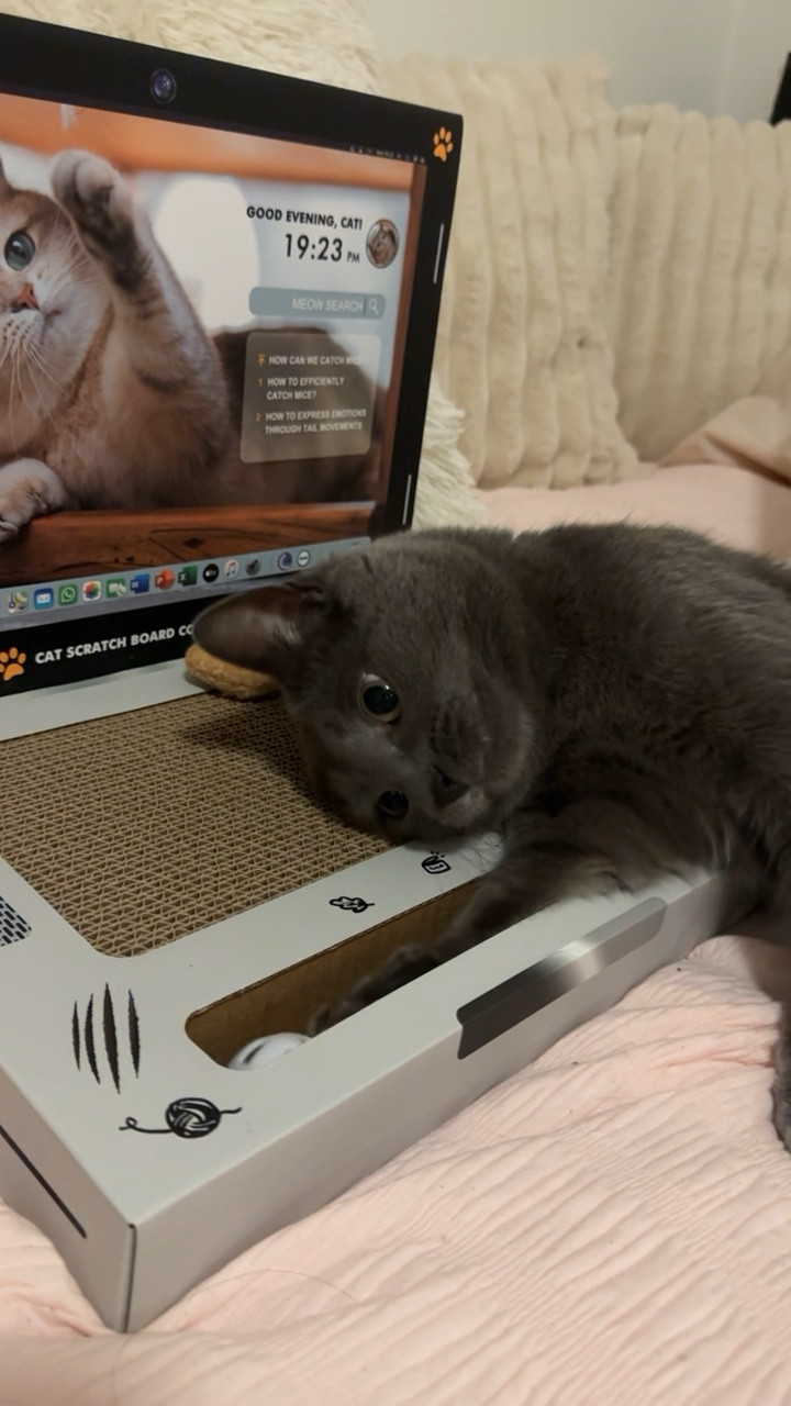 Cat laptop scratch pad to keep my baby occupiedd

#LTKGiftGuide #LTKfindsunder50 #LTKhome