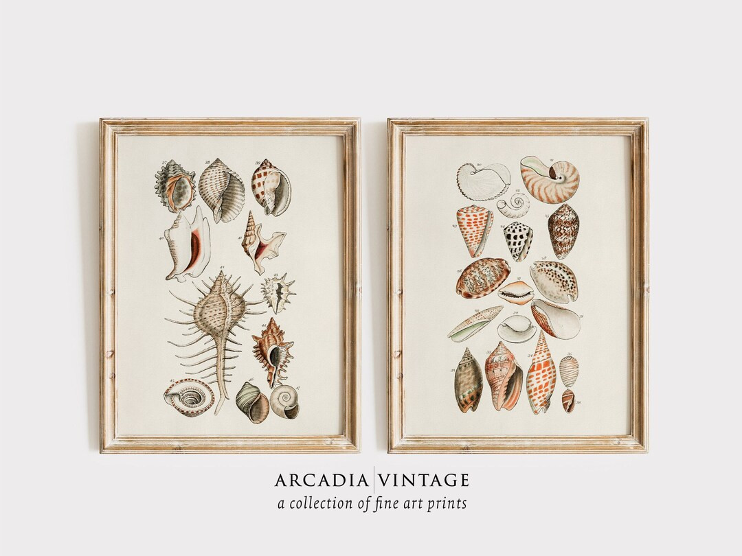 Vintage Seashell Art Print SET | Conchology Study Decorative Wall Art | Shell Watercolor Painting... | Etsy (US)