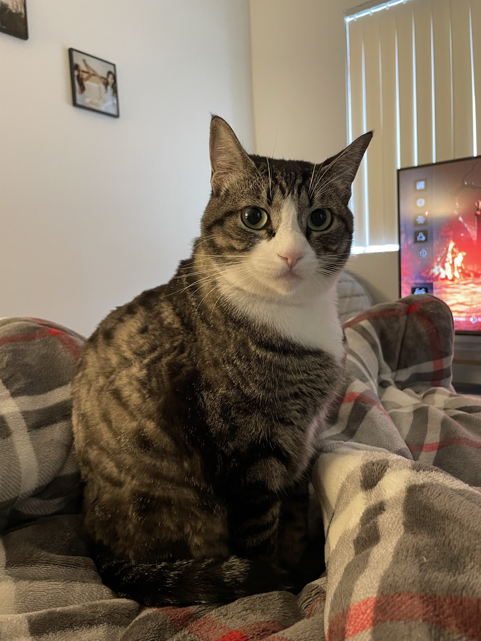 What we feed for our cats ✨ We usually feed them wet food so that they can stay hydrated 🐱 

Sometimes treats when they act cute 🥰 (They’re always cute so maybe we feed them a lot 😭)

#LTKGiftGuide #LTKMostLoved #LTKfamily