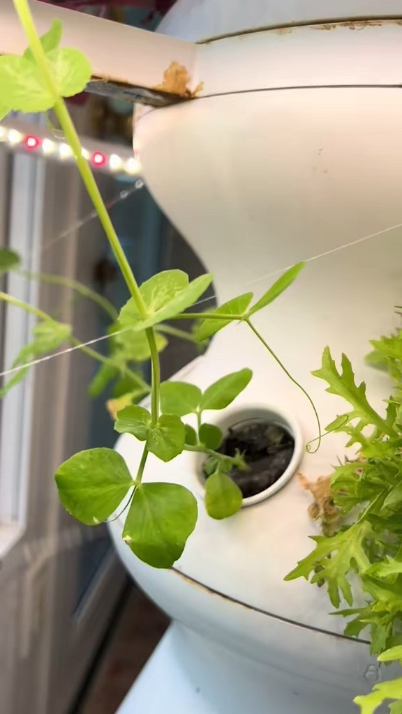 Looking forward to Spring seedlings! We’re letting our last bunch of plants go a little longer before we order cherry tomatoes, snap peas and more! 

What are you growing this spring?

#growyourownfood #hydroponicgarden #garden #ediblegarden 

#LTKmomlife #LTKfoodie #LTKHome