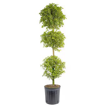 Costa Farms Eugenia Topiary House Plant in 10-in Pot | Lowe's