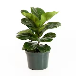 United Nursery Ficus Lyrata Fiddle Leaf Fig in 6 in. Grower Pot-26646 - The Home Depot | The Home Depot