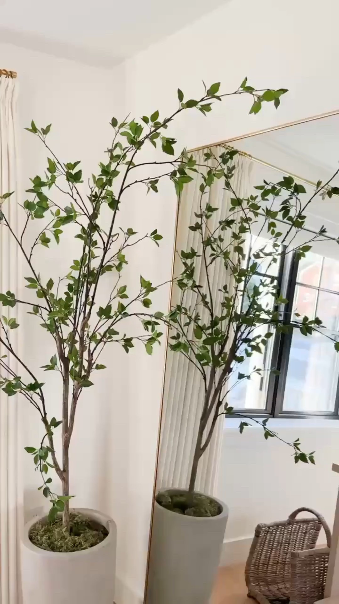 Love this beautiful olive tree! A great addition to any room! 

#LTKHome