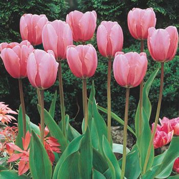 Guinevere Jumbo Perennial Tulip - Giant Darwin Hybrid Pink Tulip | Breck's | Brecks