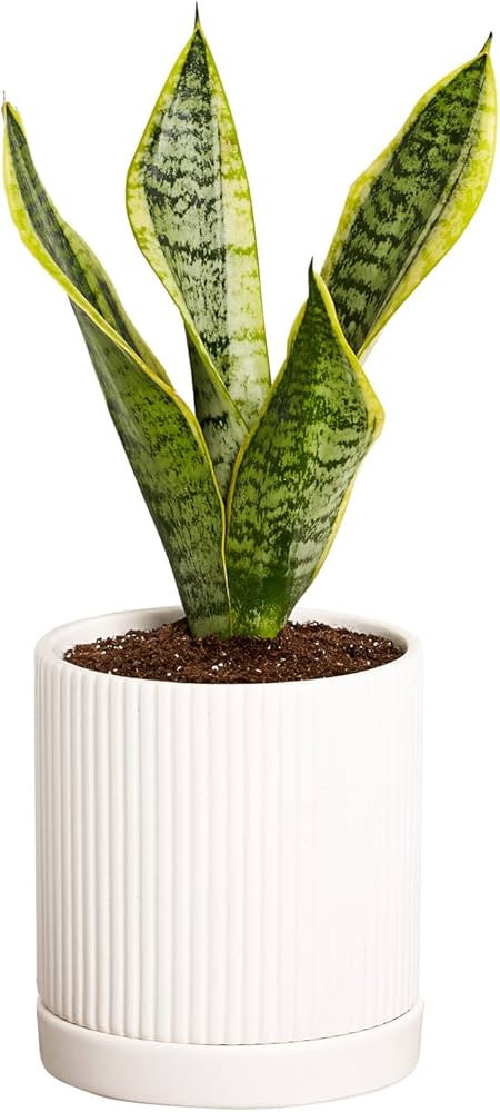Greendigs Snake Plant in White Ceramic Fluted 5 Inch Pot - Low-Maintenance Houseplant, Pre-Potted... | Amazon (US)