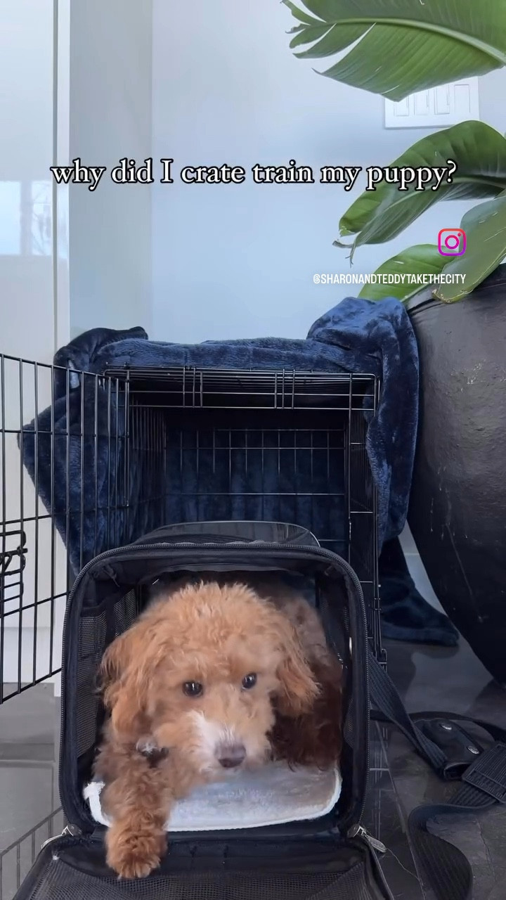 Used the Sherpa brand travel carrier in medium for my puppy on our last flight. 

#LTKTravel