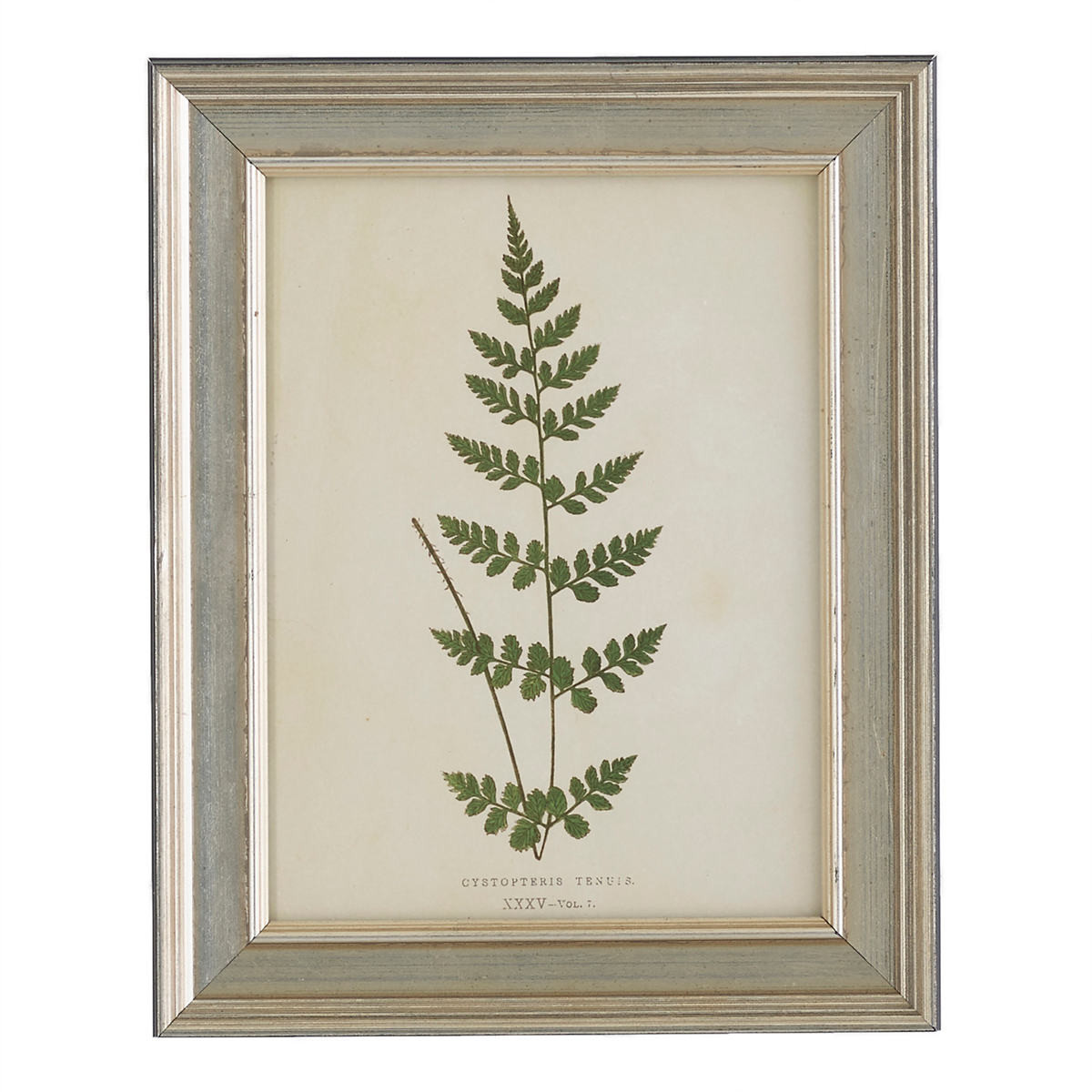 Vintage Fern 5 Wall Art | Annie Selke
