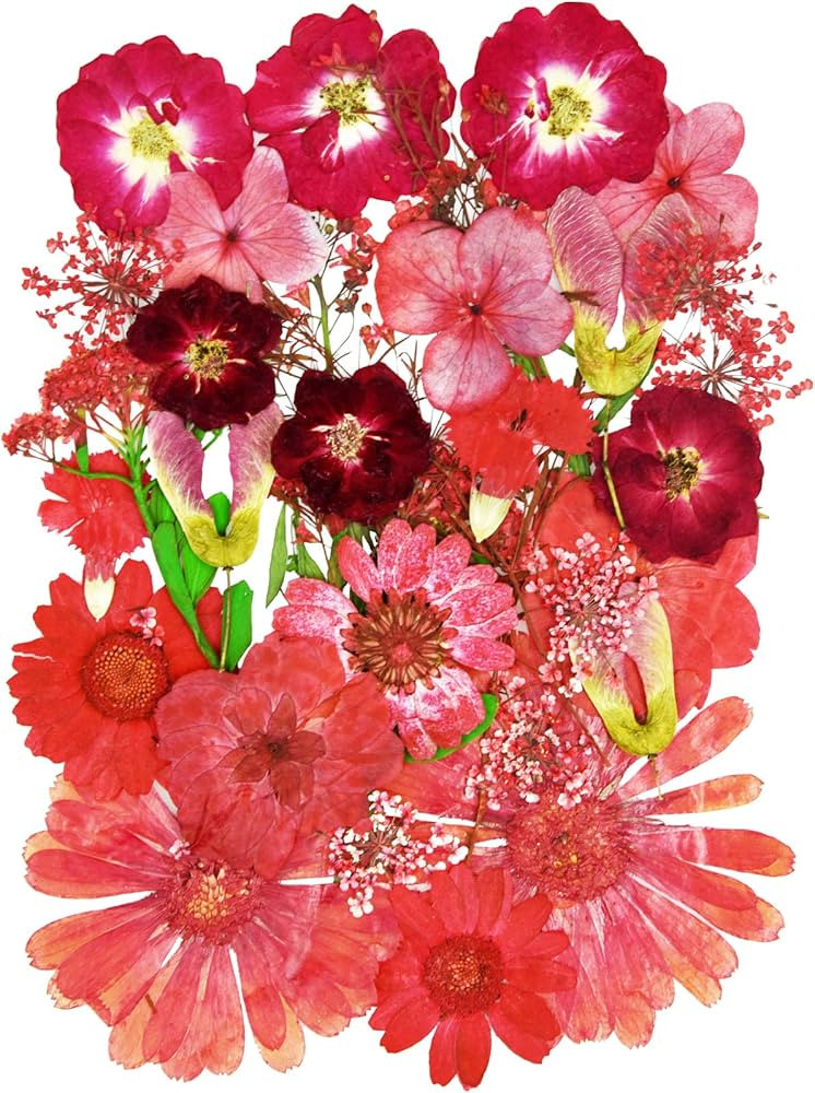 Natural Dried Flowers Mixed Multi-Color Pressed Flower Mini Rose Hydrangea Daisy for Art Craft DI... | Amazon (US)