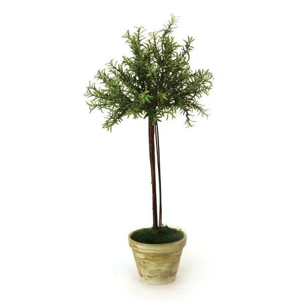 Thyme Olive Tree Topiary in Pot | Wayfair North America