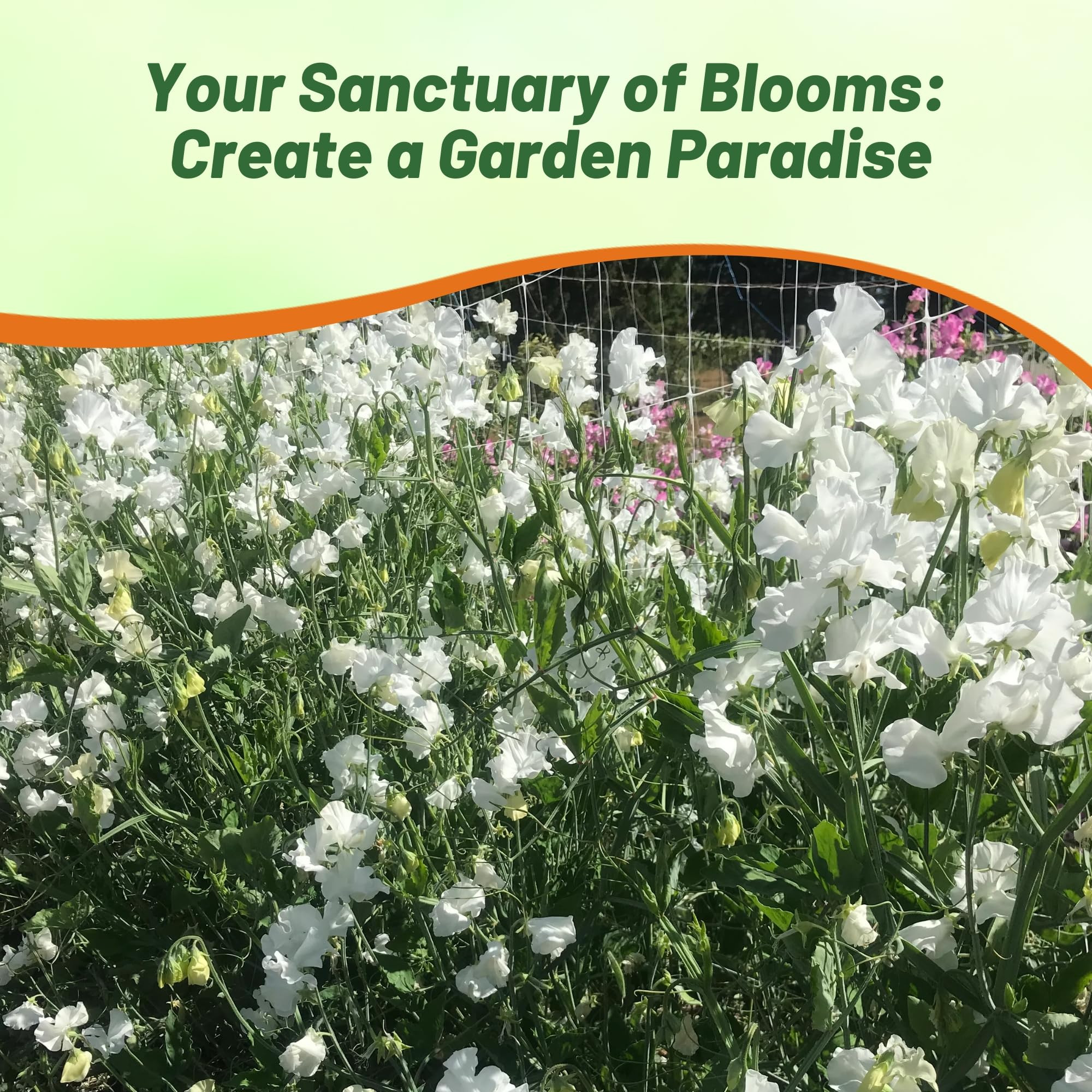 Outsidepride Royal White Sweet Pea Seeds - 250 Pcs Annual, Easy to Grow, Vine Seeds for Planting ... | Amazon (US)