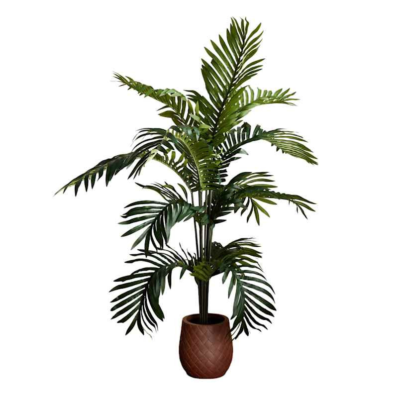 Paradise Palm in Plastic Pot, 5' | At Home